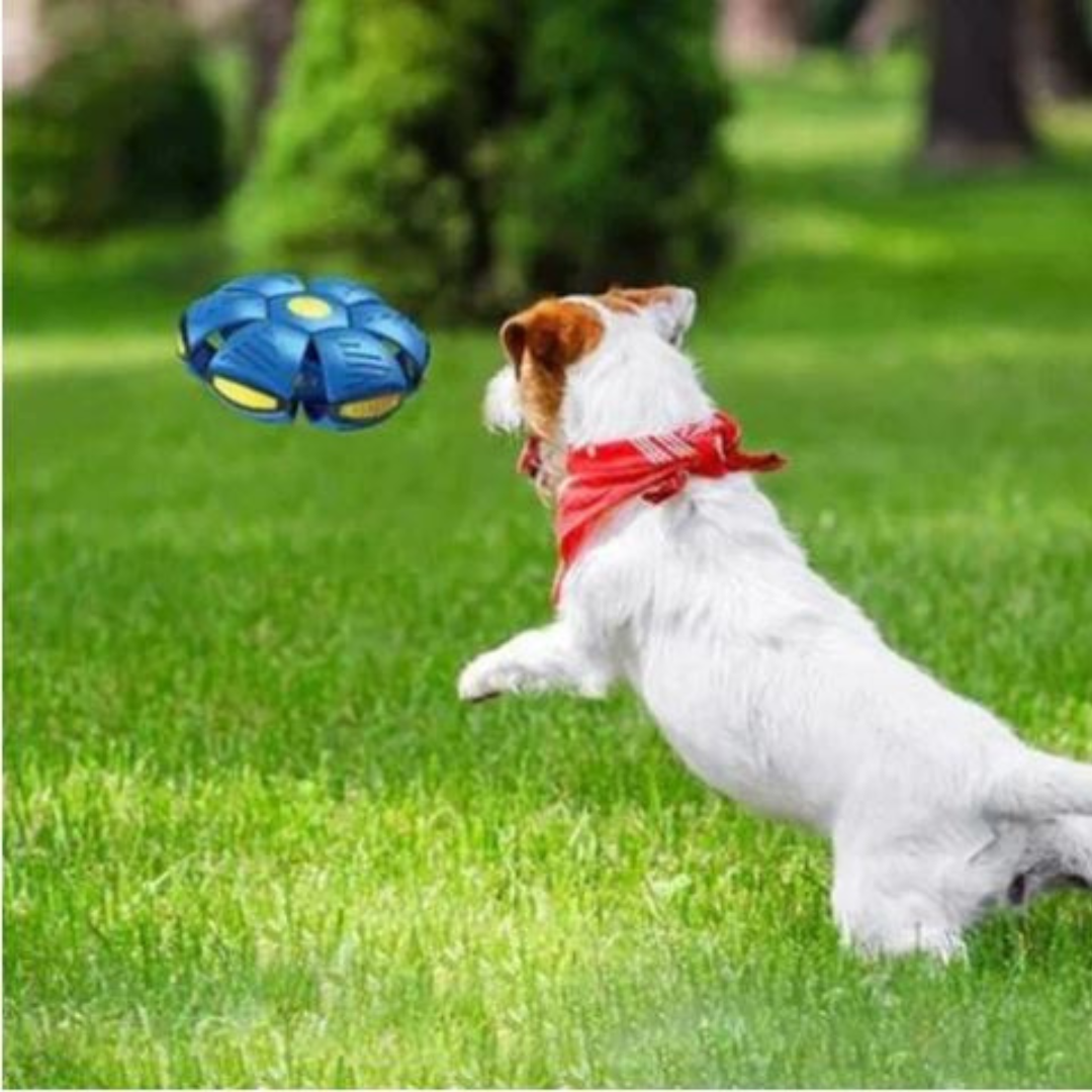 Luxbie Honden DiscBall
